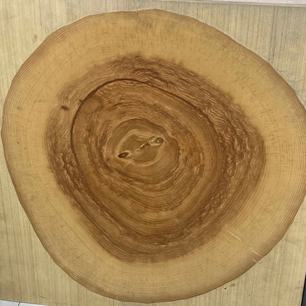 Chronicle - Log End Grain